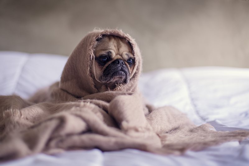 Sad pug covered in a blanket asking himself, "who gets the dog in a breakup?"